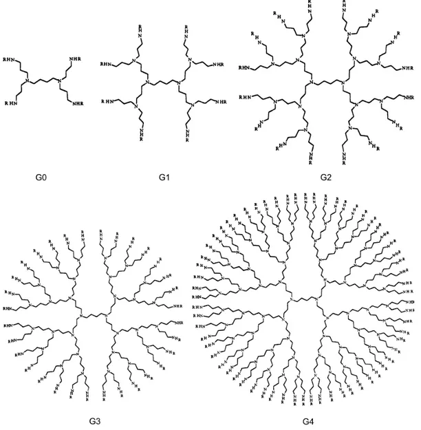 Figure 1.10. Structures du dendrimère poly(propylèneimine) de la génération zéro à la quatrième  génération