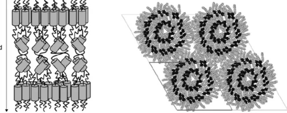 Figure 1.18. Représentations schématiques de l’organisation supramoléculaire  d’un dendrimère à mésogènes internes possédant une seule chaîne aliphatique  externe (phases smectiques, à gauche) et possédant plusieurs chaînes  aliphatiques externes (phase co