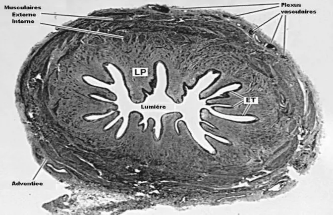 Figure 4 : Coupe transversale de l’uretère d’après Campbell’s  LP : Lamina propria 