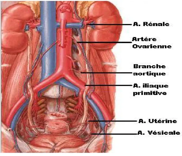 Figure  6 :  Vascularisation  artérielle  de  l’uretère  chez  la  femme :  atlas 