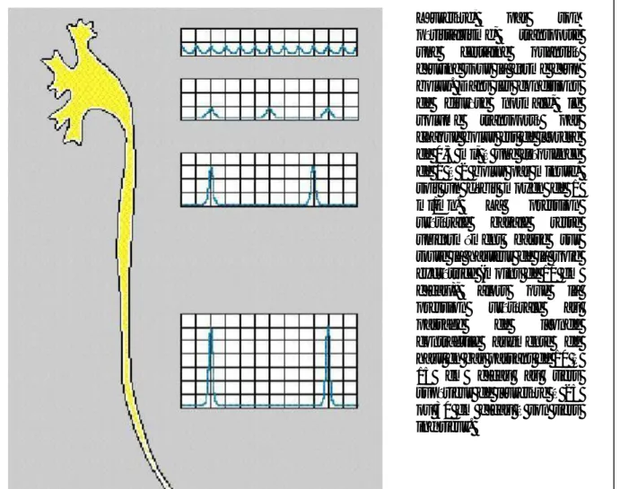 Figure 7a et 7b: Enregistrement des pressions aux différentes portions de l’uretère 