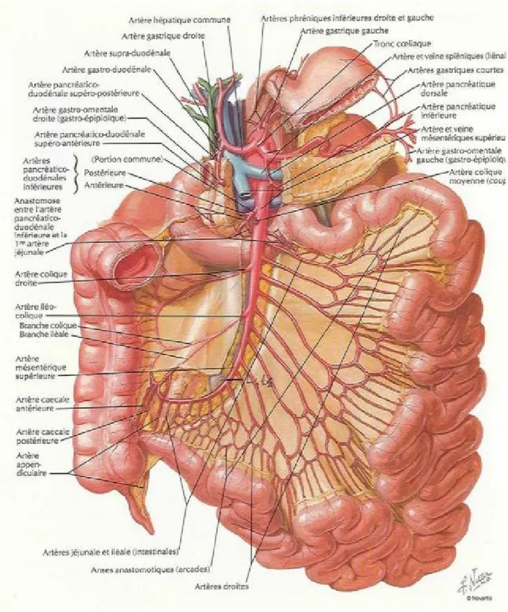 Figure 11 : le système de vascularisation artérielle du jéjuno-iléon : atlas 