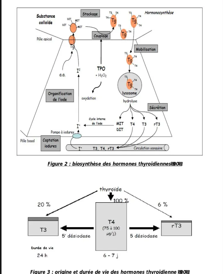 Figure 2 : biosynthèse des hormones thyroïdiennes[90]. 