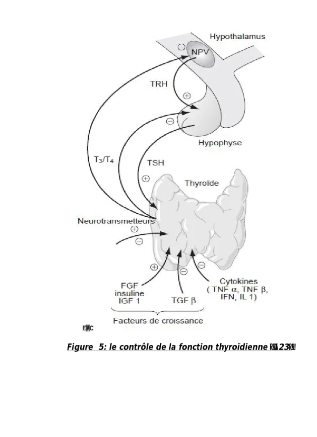 Figure  5: le contrôle de la fonction thyroïdienne [123]. 