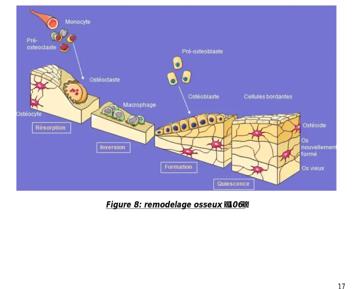 Figure 8: remodelage osseux [106] 