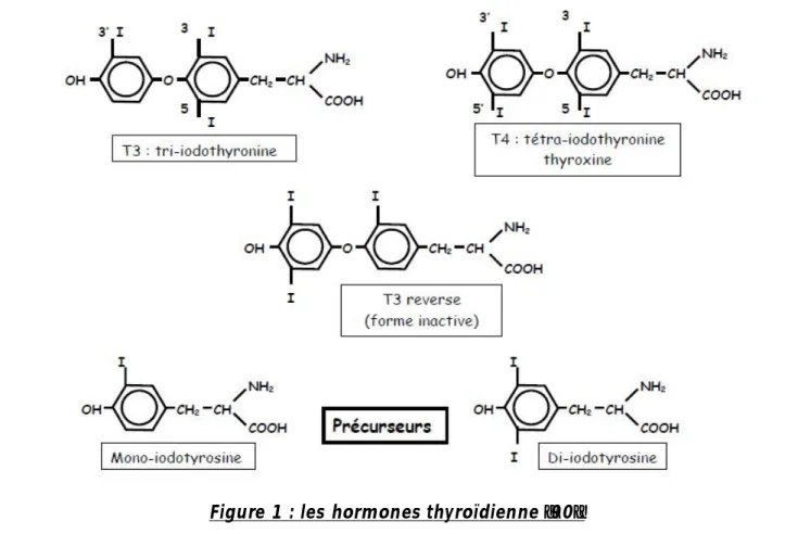 Figure 1 : les hormones thyroïdienne [90]. 