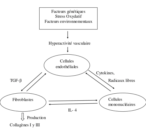 Figure  1.  Interaction  entre  différents  types  cellulaires  durant  une  sclérodermie  (Luc 