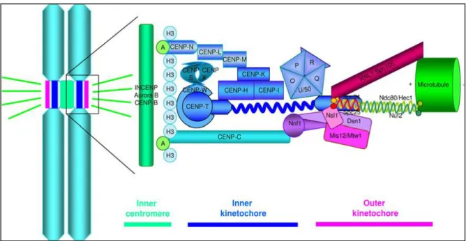 Figure    5.  Modèle    d‟organisation  moléculaire  du    kinétochore  dans  les  cellules  des 