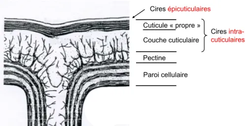 Figure 6 Coupe transversale schématique de la partie supérieure de l'épiderme végétal 