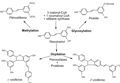 Figure 7 Voies de biosynthèse du resvératrol et de ses dérivés (d'après Pezet et al., 