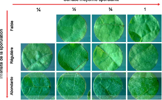 Figure 8 Références pour la notation des critères phénotypiques de sensibilité à l'oïdium 