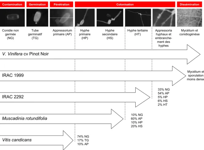 Figure 15 Réalisation du cycle infectieux d'E. necator sur différentes espèces de Vitis