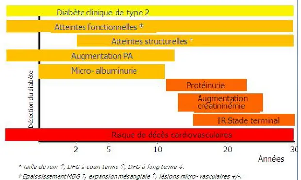 Figure 4 : Evolution naturelle de la néphropathie chez le diabétique type 2 [24]. 