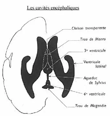 Figure 1 : Coupe transversale montrant les cavités encéphaliques. 