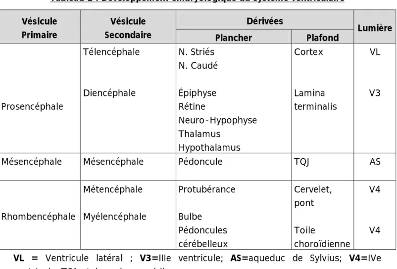 Tableau 1 : Développement embryologique du système ventriculaire  Vésicule  Primaire  Vésicule  Secondaire  Dérivées  Lumière  Plancher  Plafond  Prosencéphale  Télencéphale Diencéphale  N