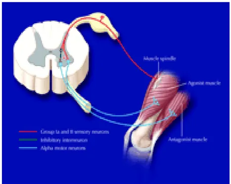 Figure 2 : Arc réflexe d’étirement. Lorsqu’un muscle est étiré, une