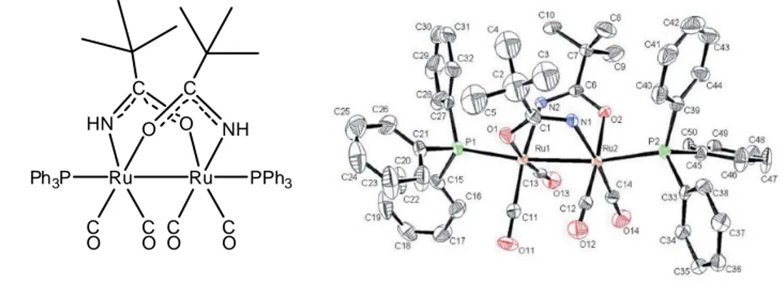 Figure 4 : Représentations de Fischer et ORTEP du complexe à ponts carboxamido,  Ru 2 (CO) 4 (HNOCBu t ) 2 (PPh 3 ) 2 