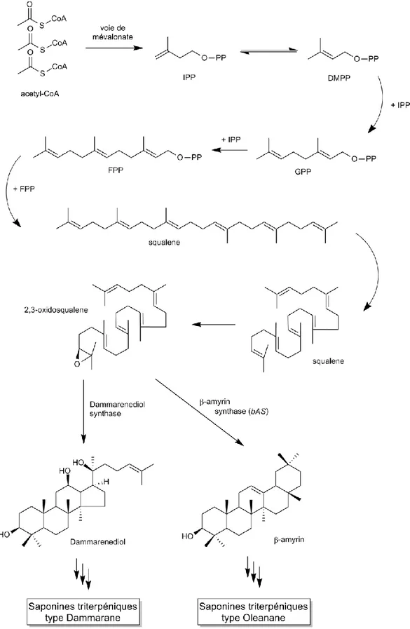 Figure 8. Schéma de biosynthèse des saponines dans le Panax ginseng 