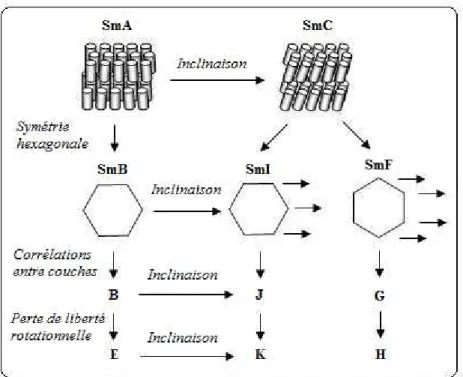 Figure 1.5 : Classification des phases smectiques 