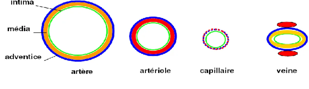 Figure 2 : Représentation schématique de la structure en coupe                                                                                                                                                                                                                                                                                                                                                                                                                                                                                                                                                                                                                                                                                                                                                                                                                                                                                                                                                                                                                                                                                                                                                                                                                                                                                                                                                                                                                                                                                                                                                                                                                                                                                                                                                                                                                                                                                                                 