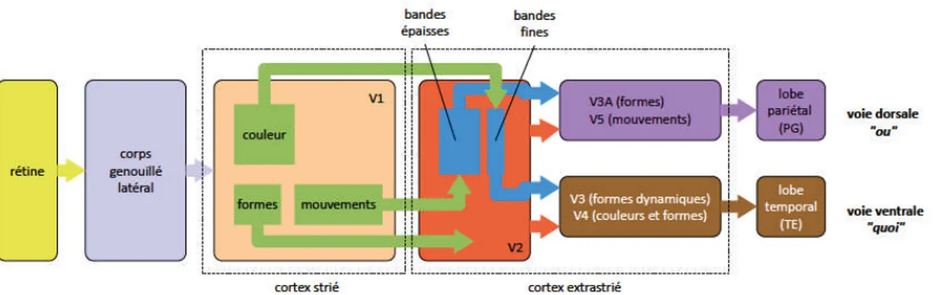 Fig. 1.10: Cheminement de l’information visuelle à travers les différentes couches du cortex visuel [Perreira, 2010].