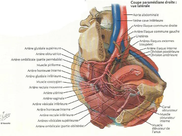 FIG N° 4 : Vaisseaux de l’urètre féminin [Atlas d’anatomie (F.Netter)] 