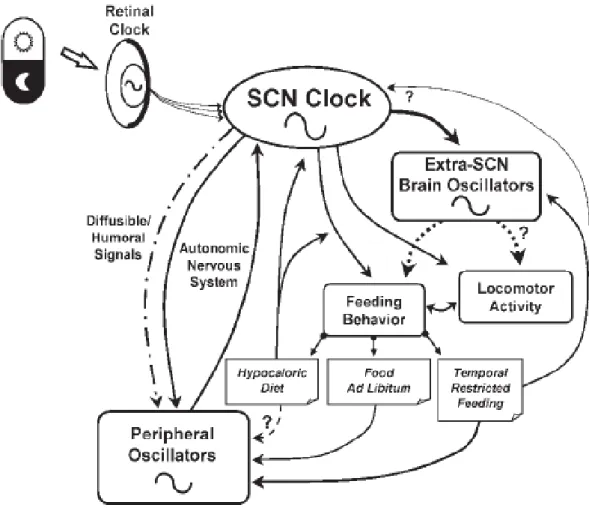 Figure 5 : Voies hypothétiques du rythme circadien et de la synchronisation avec  les composantes photiques et alimentaires