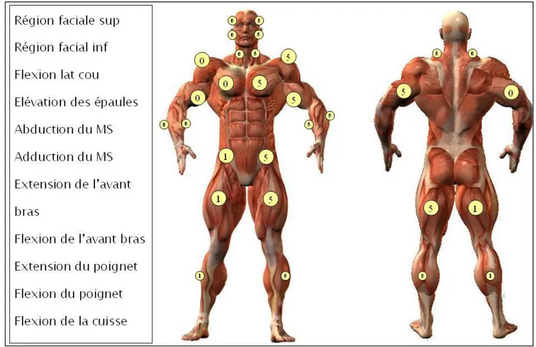 Figure n°4 : figure interactive pour étudier la force musculaire segmentaire. 