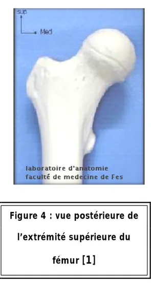 Figure 4 : vue postérieure de  l’extrémité supérieure du 