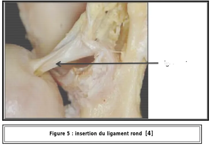 Figure 5 : insertion du ligament rond   [4]                         