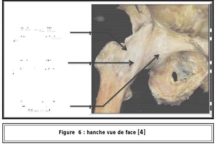 Figure  6 : hanche vue de face  [4]