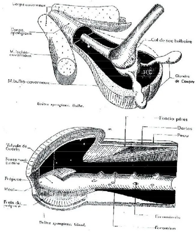 Fig. 2 : Configuration intérieure de l’urètre spongieux [12] 