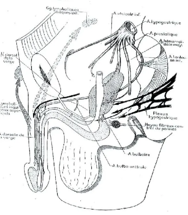 Fig. 3 : Vaisseaux et nerfs de l’urètre [12] 