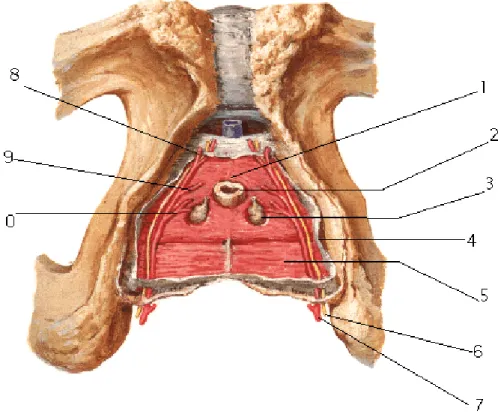 Fig. 4: Diaphragme urogénital après section du  Feuillet supérieur de l’aponévrose périnéale moyenne[14]  1- sphincter externe;  