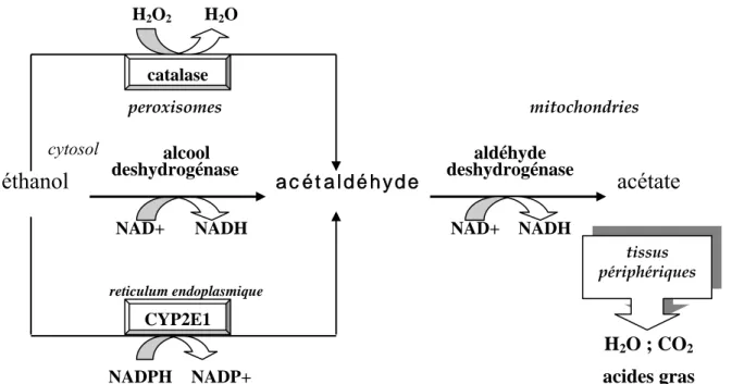 Figure 1.   Voies du métabolisme de l’alcool (d’après [1] et [15]).