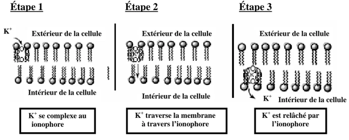 Figure 11 : Présentation schématisée du transport de K +  par un ionophore à travers une 