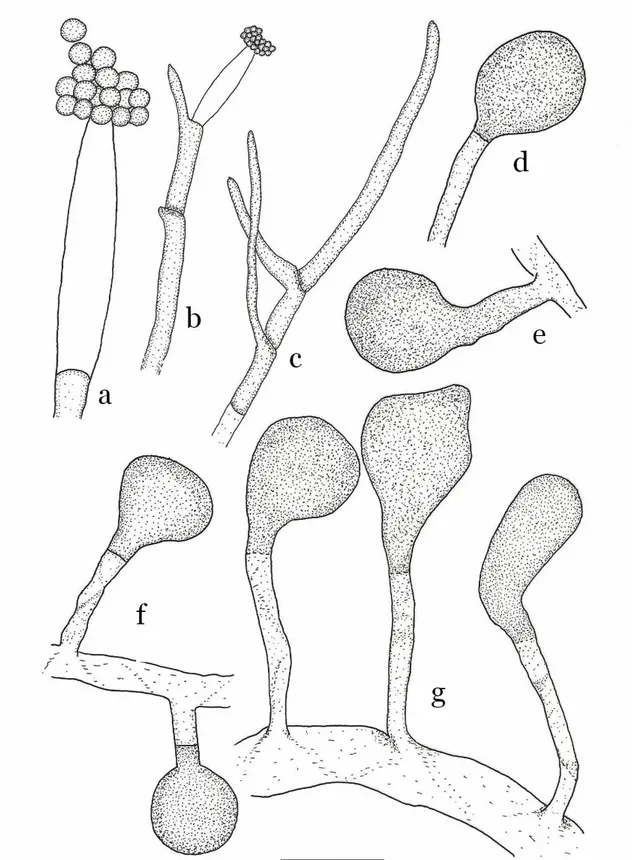 Figure 10 : Achlya abortispora; (a et b) les spores sont groupées en amas sphérique à l’orifice 
