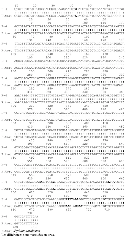 Figure 19: Alignement des séquences ITS de P-4 avec celle de Pythium torulosum 