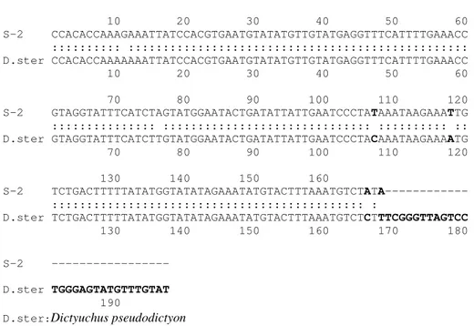 Figure 21: Alignement des séquences ITS de S-2 avec celle de Dictyuchus pseudodictyon 