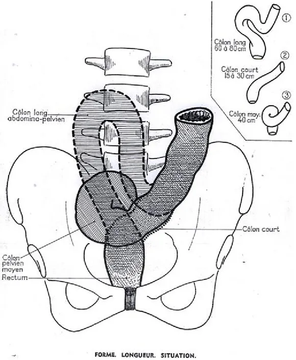 Fig 1 : montrant la forme, la longueur et la situation du côlon sigmoïde [30]. 