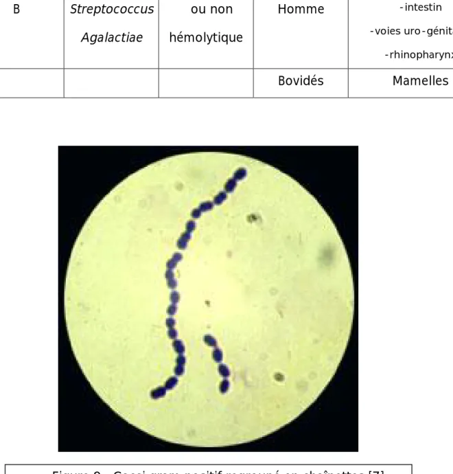 Tableau II :résumant les caractères bactériologiques du SGB [39]  Groupe  Espèce  Hémolyse  Hôte  Habitat 