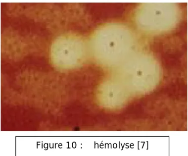 Figure 10 : β hémolyse [7] 