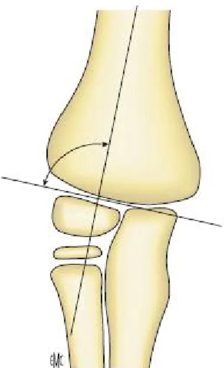 Figure 1:   vue de face : l’angle de Baumann [4] 