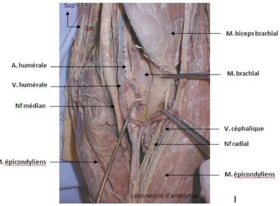 Figure 2 : Vue antérieure du coude gauche (Dr. Daoudi A.). [2] 