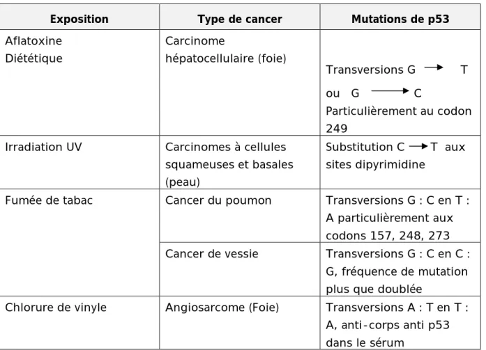 Figure N° 6 : Mécanismes d’action de la protéine p53 (98) 