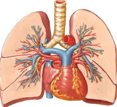 Figure 5 : Vascularisation pulmonaire (1, 5) 