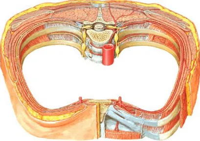 Figure 8: Coupe axiale de la paroi thoracique (1, 5) 