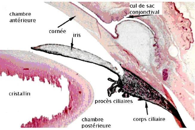 Figure 2 : anatomie et rapports  de l’iris 