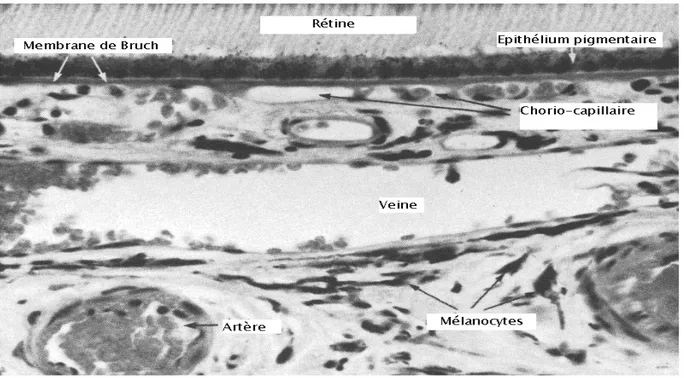 Figure 8 : Anatomie microscopique de la choroïde 
