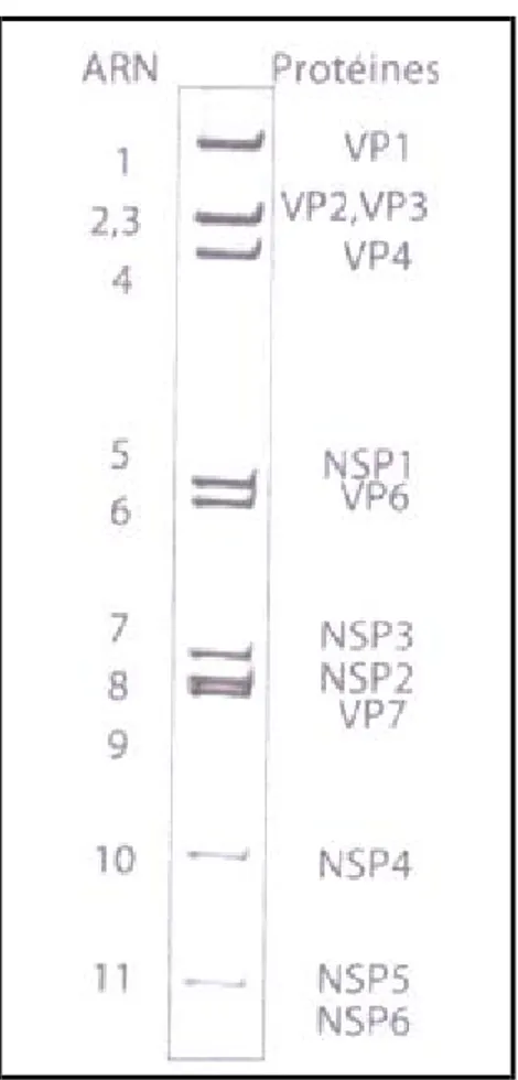 Fig.  2.  Électrophorétype  d'un  RV.  Chaque  segment  (milieu)  correspond  à  un  gène  et  prend  le  numéro  de  son  ordre  de  migration  dans  le  gel  de  polyacrylamide  (gauche)